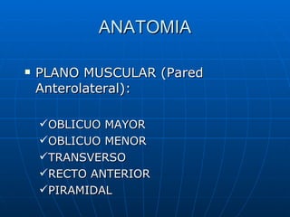 ANATOMIA PLANO MUSCULAR (Pared Anterolateral): OBLICUO MAYOR OBLICUO MENOR TRANSVERSO RECTO ANTERIOR  PIRAMIDAL 