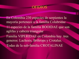 OFIDIOS En Colombia 230 especies de serpientes la mayoría pertenece a la familia Colubridae 11 especies de la familia BOOIDAE que son aglifas y cabeza triangular Familia VIPERIDAE en Colombia hay  tres generos: Lachesis, Brthrops y Crotalus. Todas de la sub-familia CROTALINAE 