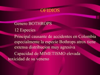 OFIDIOS Genero BOTHROPS 12 Especies Principal causante de accidentes en Colombia especialmente la especie Bothrops atrox tiene  extensa distribucion muy agresiva Capacidad de MIMETISMO elevada  toxicidad de su veneno 