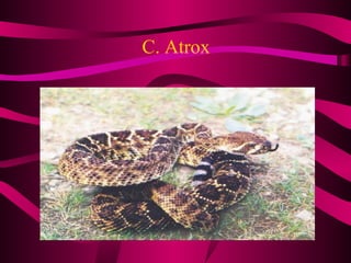 C. Atrox 