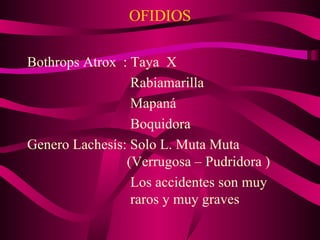 OFIDIOS Bothrops Atrox : Taya  X   Rabiamarilla   Mapaná   Boquidora Genero Lachesís: Solo L. Muta Muta    (Verrugosa – Pudridora )     Los accidentes son muy    raros y muy graves  