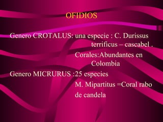 OFIDIOS Genero CROTALUS: una especie : C. Durissus  terrificus – cascabel .  Corales:Abundantes en  Colombia Genero MICRURUS : 25 especies  M. Mipartitus =Coral rabo de candela  
