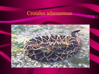 Crotalus adamanteus 