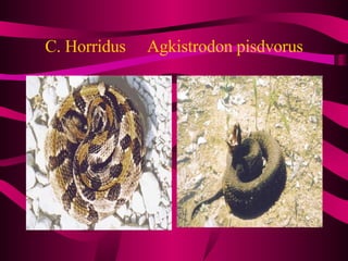 C. Horridus  Agkistrodon pisdvorus 