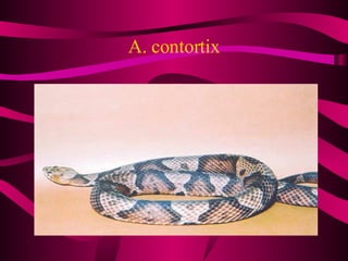 A. contortix 