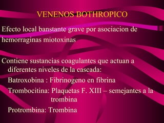 VENENOS BOTHROPICO Efecto local banstante grave por asociacion de hemorraginas miotoxinas Contiene sustancias coagulantes que actuan a diferentes niveles de la cascada: Batroxobina : Fibrinogeno en fibrina Trombocitina: Plaquetas F. XIII – semejantes a la  trombina Protrombina: Trombina 