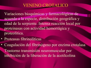 VENENO CROTALICO Variaciones bioquímicas y farmacológicas de acuerdo a la especie, distribución geográfica y edad de la serpiente. Intensa reacción local por proteinasas con actividad hemorrágica y proteolítica. Proteasas fibrinolíticas Coagulación del fibrinógeno por enzima crotalasa Trastorno transmisión neuromuscular por inhibición de la liberación de la acetilcolina  