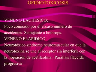 OFIDIOTOXICOSIS VENENO LACHESICO:  Poco conocido por el escaso numero de accidentes. Semejante a bothrops. VENENO ELAPIDICO: Neurotóxico síndrome neuromuscular en que la neurotoxina se une al receptor sin interferir con la liberación de acetilcolina . Parálisis fláccida progresiva  