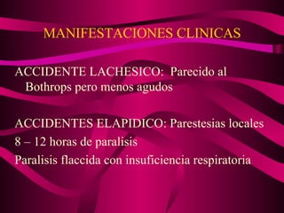 MANIFESTACIONES CLINICAS ACCIDENTE LACHESICO:  Parecido al Bothrops pero menos agudos ACCIDENTES ELAPIDICO: Parestesias locales 8 – 12 horas de paralisis Paralisis flaccida con insuficiencia respiratoria 