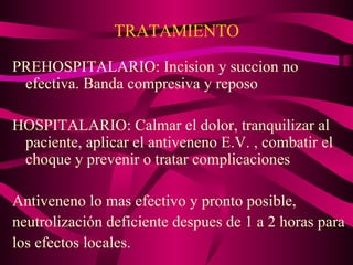 TRATAMIENTO PREHOSPITALARIO: Incision y succion no efectiva. Banda compresiva y reposo HOSPITALARIO: Calmar el dolor, tranquilizar al paciente, aplicar el antiveneno E.V. , combatir el choque y prevenir o tratar complicaciones Antiveneno lo mas efectivo y pronto posible, neutrolización deficiente despues de 1 a 2 horas para los efectos locales. 