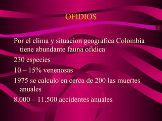OFIDIOS Por el clima y situacion geografica Colombia tiene abundante fauna ofidica 230 especies 10 – 15% venenosas 1975 se calculo en cerca de 200 las muertes anuales 8.000 – 11.500 accidentes anuales  