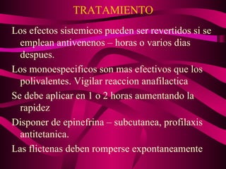 TRATAMIENTO Los efectos sistemicos pueden ser revertidos si se emplean antivenenos – horas o varios dias despues. Los monoespecificos son mas efectivos que los polivalentes. Vigilar reaccion anafilactica Se debe aplicar en 1 o 2 horas aumentando la rapidez  Disponer de epinefrina – subcutanea, profilaxis antitetanica. Las flictenas deben romperse expontaneamente 