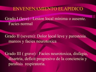 ENVENENAMIENTO ELAPIDICO Grado I (leve) : Lesion local mínima o ausente. Facies normal Grado II (severo): Dolor local leve y parestesia. mareos y facies neurotoxica Grado III ( grave) : Facies neurotoxica, disfagia, disartria, deficit progresivo de la conciencia y paralisis  respiratoria. 
