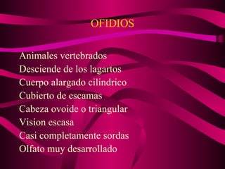 OFIDIOS Animales vertebrados Desciende de los lagartos Cuerpo alargado cilindrico Cubierto de escamas Cabeza ovoide o triangular Vision escasa Casi completamente sordas Olfato muy desarrollado 