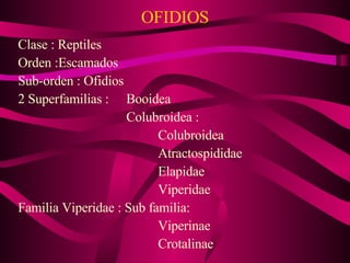 OFIDIOS Clase : Reptiles Orden :Escamados Sub-orden : Ofidios 2 Superfamilias :  Booidea   Colubroidea : Colubroidea Atractospididae Elapidae Viperidae Familia Viperidae : Sub familia: Viperinae   Crotalinae 