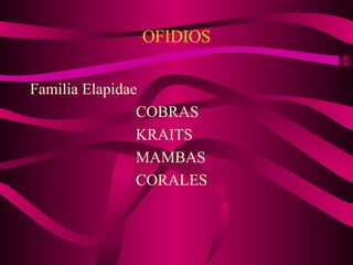 OFIDIOS Familia Elapidae COBRAS KRAITS MAMBAS CORALES 
