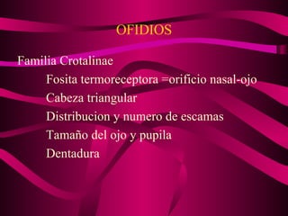 OFIDIOS Familia Crotalinae Fosita termoreceptora =orificio nasal-ojo Cabeza triangular Distribucion y numero de escamas Tamaño del ojo y pupila Dentadura 