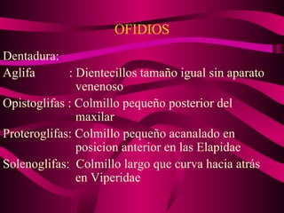 OFIDIOS Dentadura: Aglifa   : Dientecillos tamaño igual sin aparato    venenoso Opistoglifas : Colmillo pequeño posterior del    maxilar Proteroglifas: Colmillo pequeño acanalado en    posicion anterior en las Elapidae Solenoglifas:  Colmillo largo que curva hacia atrás    en Viperidae  