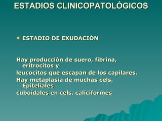 ESTADIOS CLINICOPATOLÓGICOS ESTADIO DE EXUDACIÓN Hay producción de suero, fibrina, eritrocitos y  leucocitos que escapan de los capilares. Hay metaplasia de muchas cels. Epiteliales  cuboidales en cels. caliciformes 