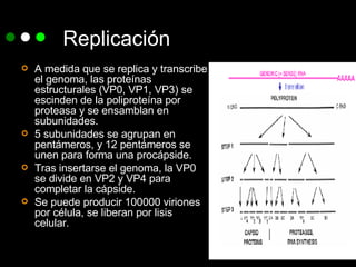 Replicación A medida que se replica y transcribe el genoma, las proteínas estructurales (VP0, VP1, VP3) se escinden de la poliproteína por proteasa y se ensamblan en subunidades. 5 subunidades se agrupan en pentámeros, y 12 pentámeros se unen para forma una procápside. Tras insertarse el genoma, la VP0 se divide en VP2 y VP4 para completar la cápside.  Se puede producir 100000 viriones por célula, se liberan por lisis celular. 