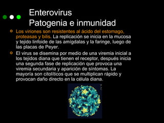 Enterovirus Patogenia e inmunidad Los viriones son resistentes al ácido del estomago, proteasas y bilis . La replicación se inicia en la mucosa y tejido linfoide de las amígdalas y la faringe, luego de las placas de Peyer. El virus se disemina por medio de una viremia inicial a los tejidos diana que tienen el receptor, después inicia una segunda fase de replicación que provoca una viremia secundaria y aparición de síntomas. La mayoría son citolíticos que se multiplican rápido y provocan daño directo en la célula diana. 