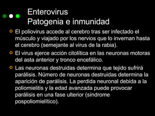 Enterovirus Patogenia e inmunidad El poliovirus accede al cerebro tras ser infectado el músculo y viajado por los nervios que lo invernan hasta el cerebro (semejante al virus de la rabia). El virus ejerce acción citolítica en las neuronas motoras del asta anterior y tronco encefálico.  Las neuronas destruidas determina que tejido sufrirá parálisis. Número de neuronas destruidas determina la aparición de parálisis. La perdida neuronal debida a la poliomielitis y la edad avanzada puede provocar parálisis en una fase ulterior (síndrome pospoliomielítico). 