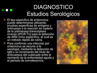 DIAGNOSTICO Estudios Serológicos El tipo especifico de enterovirus puede determinarse utilizando pruebas especificas de antígeno y  anticuerpo o la reacción en cadena de la polimerasa transcriptasa inversa ((PCR-TI)) para la detección de ARN vírico específico, el cual es un método rápido de rutina. Para confirmar una infección por enterovirus se recurre a la serología, mediante la detección de IgM o un incremento del título de anticuerpos del cuádruple entre el momento de la enfermedad aguda y el periodo de convalecencia. 