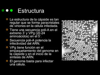 Estructura La estructura de la cápside es tan regular que se forma paracristales de viriones en la célula infectada. Tiene una secuencia poli-A en el extremo 3’ y VPg (22-24 aminoácidos) en el 5’. Secuencia poli-A potencia la infectividad del ARN. VPg tiene función en el empaquetamiento del genoma en la cápside y en el inicio de la síntesis de ARN. El genoma basta para infectar una célula. 
