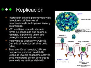 Replicación Interacción entre el picornavirus y los receptores celulares es el determinante de su tropismo tisular y enfermedad. VP1 contiene una estructura en forma de cañón a la que se une al receptor, el punto de unión esta protegido de los anticuerpos. Poliovirus se unen a PVR/CD155 (remeda al receptor del virus de la rabia).  Tras la unión al receptor, VP4 se desprende y el virión se debilita. Luego se inyecta el genoma a través de la membrana por un poro creado en uno de los vértices del virión. 