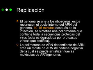 Replicación El genoma se une a los ribosomas, estos reconocen el bucle interno del ARN del genoma.  10-15 minutos  después de la infección, se sintetiza una poliproteína que contiene toda la secuencias proteicas del virus (esta es degradada por proteasas víricas que codifica). La polimerasa de ARN dependiente de ARN crea un molde de ARN de cadena negativa de la cual se puede sintetizar nuevas moléculas de ARN/genoma.  
