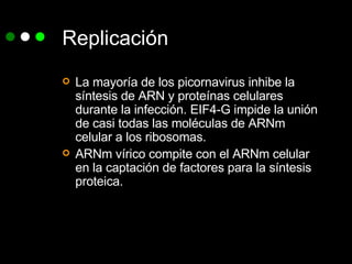 Replicación La mayoría de los picornavirus inhibe la síntesis de ARN y proteínas celulares durante la infección. EIF4-G impide la unión de casi todas las moléculas de ARNm celular a los ribosomas. ARNm vírico compite con el ARNm celular en la captación de factores para la síntesis proteica. 