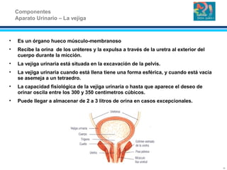 • Es un órgano hueco músculo-membranoso
• Recibe la orina de los uréteres y la expulsa a través de la uretra al exterior del
cuerpo durante la micción.
• La vejiga urinaria está situada en la excavación de la pelvis.
• La vejiga urinaria cuando está llena tiene una forma esférica, y cuando está vacía
se asemeja a un tetraedro.
• La capacidad fisiológica de la vejiga urinaria o hasta que aparece el deseo de
orinar oscila entre los 300 y 350 centímetros cúbicos.
• Puede llegar a almacenar de 2 a 3 litros de orina en casos excepcionales.
Componentes
Aparato Urinario – La vejiga
11
 