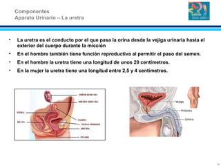 • La uretra es el conducto por el que pasa la orina desde la vejiga urinaria hasta el
exterior del cuerpo durante la micción
• En el hombre también tiene función reproductiva al permitir el paso del semen.
• En el hombre la uretra tiene una longitud de unos 20 centímetros.
• En la mujer la uretra tiene una longitud entre 2,5 y 4 centímetros.
Componentes
Aparato Urinario – La uretra
12
 