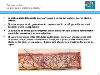• La piel es parte del aparato excretor ya que a través del sudor el cuerpo elimina
toxinas.
• El sudor es producido generalmente como un medio de refrigeración corporal
conocido como transpiración.
• La cantidad de sudor que excretamos en un día es variable, aunque normalmente
la cantidad aproximada es de medio litro.
• El sudor se produce el las glándulas sudoríparas, que están situadas en la piel
de todo el cuerpo, especialmente en la frente, en la palma de las manos, en la
planta de los pies, en las axilas … Luego, sale al exterior a través de los poros de
la piel.
Componentes
La piel como sistema excretor
13
 