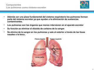 • Además ser una pieza fundamental del sistema respiratorio los pulmones forman
parte del sistema excretor ya que ayudan a la eliminación de sustancias
contaminantes.
• Los pulmones son los órganos que menos intervienen en el aparato excretor
• Su función es eliminar el dióxido de carbono de la sangre
• Se elimina de la sangre en los pulmones y sale al exterior a través de las fosas
nasales o la boca..
Componentes
Los pulmones como sistema excretor
14
 