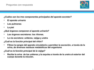 ¿Cuáles son los tres componentes principales del aparato excretor?
• El aparato urinario
• Los pulmones
• La piel
¿Qué órganos componen el aparato urinario?
• Los órganos secretores: los riñones.
• La vía excretora: uréteres, vejiga y uretra
¿Cuál es la función principal del riñón?
• Filtran la sangre del aparato circulatorio y permiten la excreción, a través de la
orina, de diversos residuos metabólicos del organismo
¿Cuál es la función principal de la vejiga?
• Recibe la orina de los uréteres y la expulsa a través de la uretra al exterior del
cuerpo durante la micción.
Preguntas con respuesta
19
 
