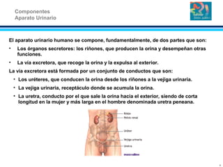 El aparato urinario humano se compone, fundamentalmente, de dos partes que son:
• Los órganos secretores: los riñones, que producen la orina y desempeñan otras
funciones.
• La vía excretora, que recoge la orina y la expulsa al exterior.
La vía excretora está formada por un conjunto de conductos que son:
• Los uréteres, que conducen la orina desde los riñones a la vejiga urinaria.
• La vejiga urinaria, receptáculo donde se acumula la orina.
• La uretra, conducto por el que sale la orina hacia el exterior, siendo de corta
longitud en la mujer y más larga en el hombre denominada uretra peneana.
Componentes
Aparato Urinario
8
 