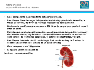 • Es el componente más importante del aparato urinario.
• Los riñones filtran la sangre del aparato circulatorio y permiten la excreción, a
través de la orina, de diversos residuos metabólicos del organismo.
• Diariamente los riñones procesan unos 200 litros de sangre para producir unos 2
litros de orina.
• Excreta agua, productos nitrogenados, sales inorgánicas, ácido úrico, venenos y
dióxido de carbono, regulando así la osmolaridad(concentración de sustancias
en la sangre) de los fluidos corporales, el balance de electrolitos, y de pH.
• Los riñones tienen de 10 a 12 cm de largo, 5 a 6 cm de ancho y de 3 a 4 cm de
espesor (más o menos el tamaño de un puño cerrado)
• Cada uno pesa unos 150 gramos.
• El aparato urinario es capaz de
funcionar con un único riñón
Componentes
Aparato Urinario – Los riñones
9
 