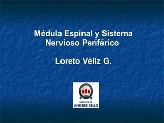 Médula Espinal y Sistema Nervioso Periférico  Loreto Véliz G. 