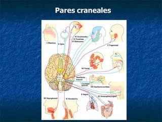 Pares craneales 