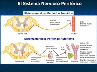 El Sistema Nervioso Periférico Sistema nervioso Periférico Somático Sistema nervioso Periférico Autónomo 