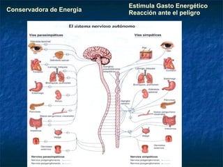 Conservadora de Energía Estimula Gasto Energético Reacción ante el peligro 