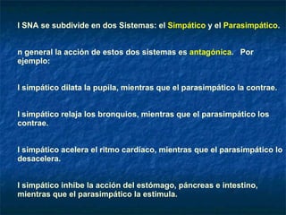 El SNA se subdivide en dos Sistemas: el  Simpático  y el  Parasimpático .  En general la acción de estos dos sistemas es  antagónica .  Por ejemplo: El simpático dilata la pupila, mientras que el parasimpático la contrae. El simpático relaja los bronquios, mientras que el parasimpático los contrae. El simpático acelera el ritmo cardíaco, mientras que el parasimpático lo desacelera. El simpático inhibe la acción del estómago, páncreas e intestino, mientras que el parasimpático la estimula. El simpático relaja la musculatura de la vejiga urinaria, mientras que el parasimpático la contrae. f) El simpático estimula débilmente la salivación, mientras que el parasimpático la estimula muy fuertemente. 