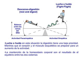 Lucha o huida  en esta situación la digestión tiene una baja prioridad. Mientras que el corazón y el músculo esquelético se preparar para un aumento de la actividad.  La mantención de la homeostasis corporal son el resultado de el equilibrio entre los dos sistemas Descanso-digestión (rest and digest) Lucha o huida (Fight-Flight) Balance entre las ramas del  SNA Actividad Parasimpática Actividad Simpática 