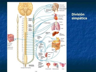 División simpática 