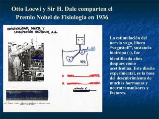 Otto Loewi y Sir H. Dale comparten el Premio Nobel de Fisiología en 1936 La estimulación del nervio vago, libera “vagustoff”, sustancia inotropa (-), fue identificada años después como acetilcolina. Este diseño experimental, es la base del descubrimiento de muchas hormonas y neurotransmisores y factores. 