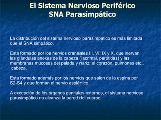 El Sistema Nervioso Periférico SNA Parasimpático La distribución del sistema nervioso parasimpático es más limitada que el SNA simpático. Esta formado por los nervios craneales III, VII IX y X, que inervan las glándulas anexas de la cabeza (lacrimal, parótidas) y las membranas mucosas del palada y nariz; el corazón, pulmones etc.,  cabeza. Esta formado además por los nervios que salen de la espina por S2-S4 y que forman el nervio esplénico.  A excepción de los órganos genitales externos, el sistema nervioso parasimpático no alcanza la pared del cuerpo. 