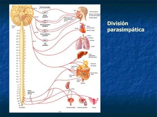 División parasimpática 
