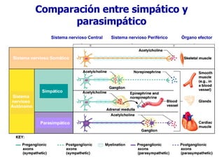 Comparación entre simpático y parasimpático Sistema nervioso Central Sistema nervioso Periférico Órgano efector Sistema nervioso Somático Sistema  nervioso  Autónomo Simpático Parasimpático 