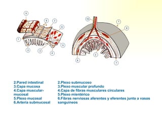 Plexo submucoso  Plexo muscular profundo  Capa de fibras musculares circulares  Plexo mientérico  Fibras nerviosas aferentes y eferentes junto a vasos sanguíneos Pared intestinal  Capa mucosa  Capa muscular-mucosal  Plexo mucosal  Arteria submucosal  